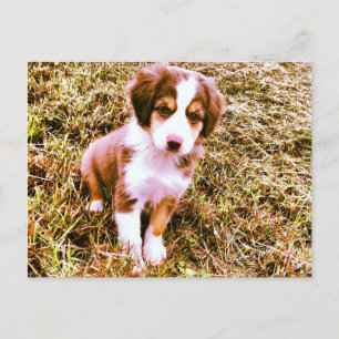 Miniatur-Australian-Shepherd! Mini-Aussie-Welpe! Postkarte