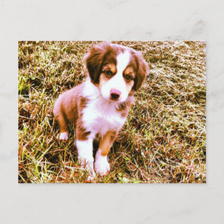 Miniatur-Australian-Shepherd! Mini-Aussie-Welpe! Postkarte