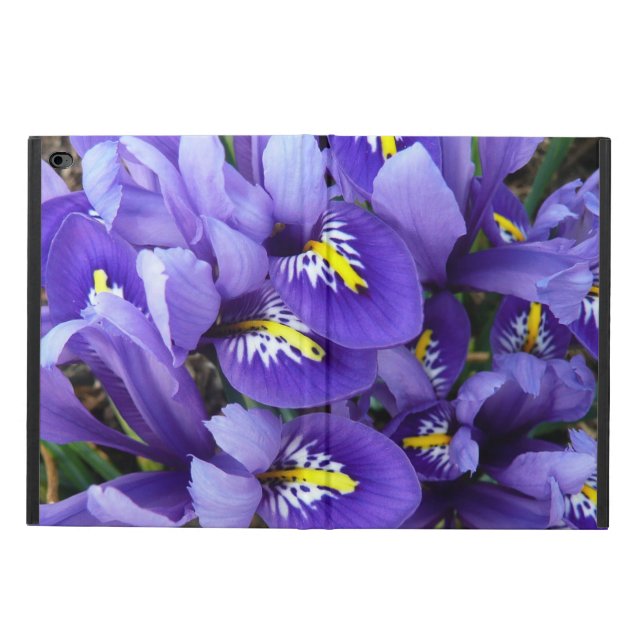 Miniatur Blue Irises Frühblut (Außenansicht)