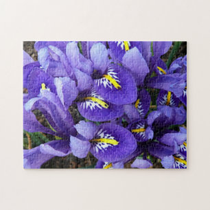 Miniatur Blue Irises Frühblut