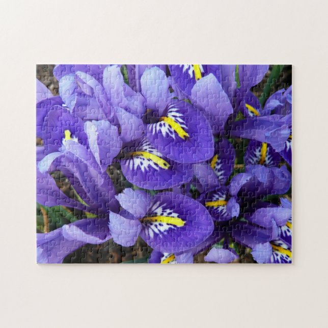 Miniatur Blue Irises Frühblut (Horizontal)