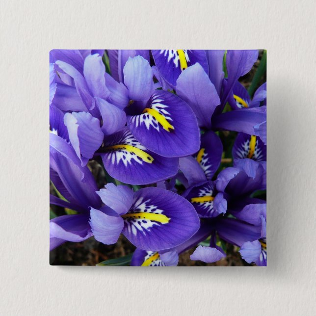 Miniatur Blue Irises Frühblut Button (Vorderseite)