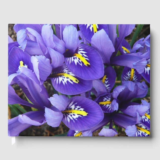 Miniatur Blue Irises Frühblut Gästebuch (Vorderseite)