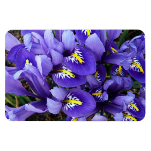 Miniatur Blue Irises Frühblut Magnet