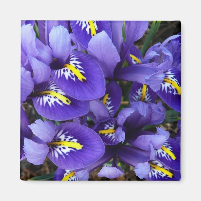 Miniatur Blue Irises Frühblut Magnet (Vorne)