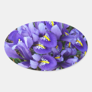 Miniatur Blue Irises Frühblut Ovaler Aufkleber