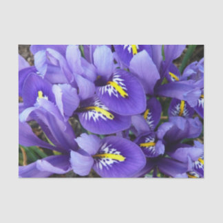 Miniatur Blue Irises Frühblut Seidenpapier