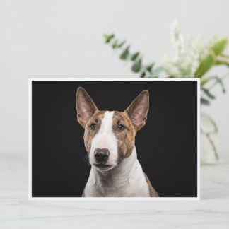 Miniatur-Bullterrier isoliert auf schwarzem Hinter Einladung