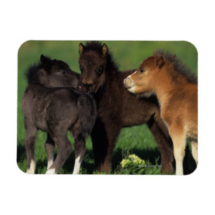 Miniatur-Fohlen 1 Magnet