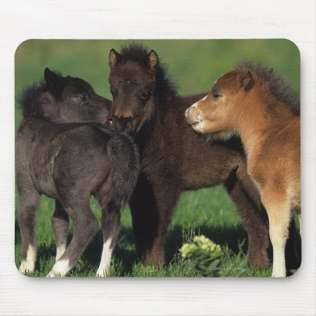 Miniatur-Fohlen 1 Mousepad (Vorne)