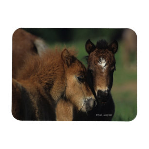 Miniatur-Fohlen 2 Magnet