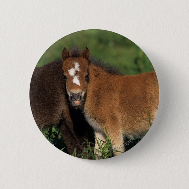 Miniatur fohlt im Gras Button (Vorderseite)