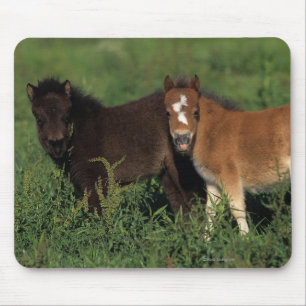 Miniatur fohlt im Gras Mousepad