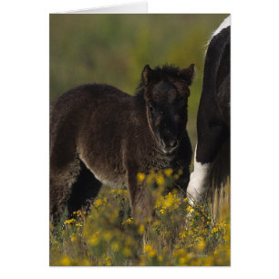 Miniatur Mare & Foal in den Blume