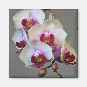 Miniatur Orchid Magnet