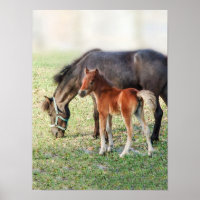 Miniatur-Pferdefoal - Maßgeschneiderte Farbe & Fül