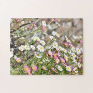 Miniatur Pink White Daisies Daisy Blume Nature