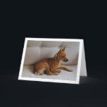 Miniatur-Pinscher-Portrait Karte<br><div class="desc">Miniatur Pinscher Portrait Grußkarte. Sie können dieses Produkt ganz einfach kostenlos anpassen,  wenn Sie Text hinzufügen oder die Farbe des Hintergrunds ändern möchten.</div>