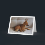 Miniatur-Pinscher-Portrait Karte<br><div class="desc">Miniatur Pinscher Portrait Grußkarte. Sie können dieses Produkt ganz einfach kostenlos anpassen, wenn Sie Text hinzufügen oder die Farbe des Hintergrunds ändern möchten.</div>