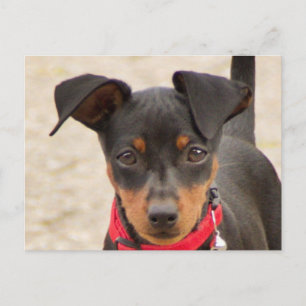 Miniatur-Pinscher-Schwarz und Rost Postkarte