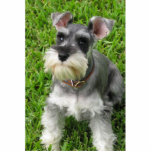 Miniatur Schnauzer 3-D figurine Freistehende Fotoskulptur<br><div class="desc">Dieser bezaubernde Mini-Schnauzer wird mit 3-D zum "Leben wie" gemacht. Die Dekoration ist in erster Linie. Auch in einem Ornament,  Button und Magnet erhältlich. Überraschen Sie jemanden mit einem Geschenk von niedlichen!</div>