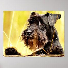 Miniatur-Schnauzer Poster