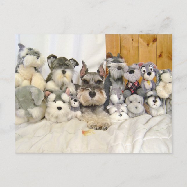 Miniatur Schnauzer Postkarte (Vorderseite)
