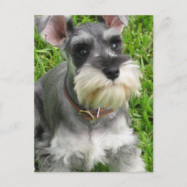 Miniatur Schnauzer Postkarte (Vorderseite)