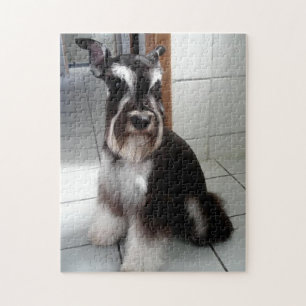 Miniatur Schnauzer Schwarz und Silber Sitzen
