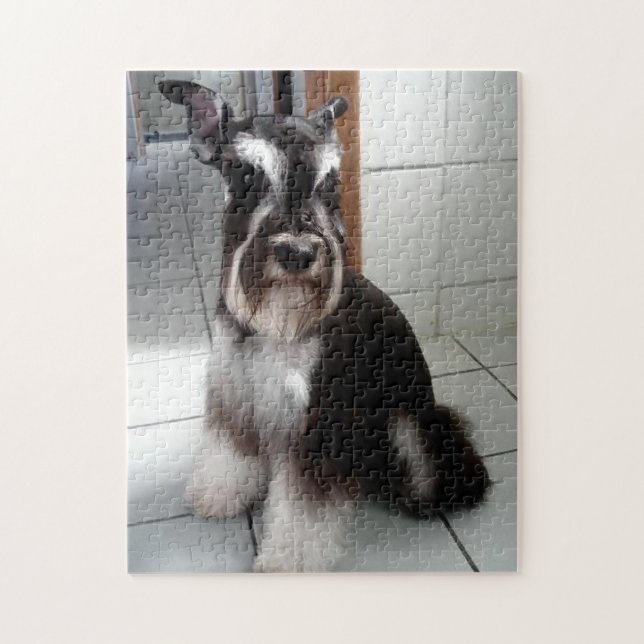 Miniatur Schnauzer Schwarz und Silber Sitzen (Vertikal)