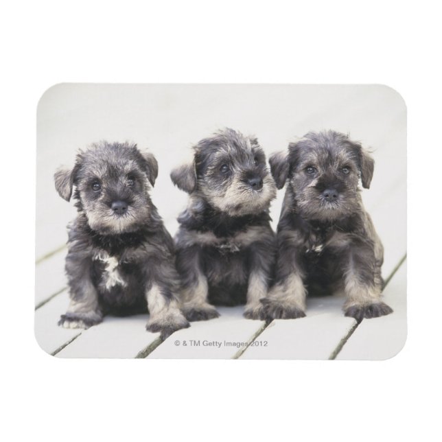 Miniatur Schnauzer Welpen Magnet (Horizontal)