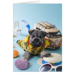 Miniatur Schnauzer Welpen- und Sommerurlaub