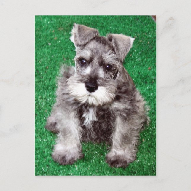 Miniatur Schnauzer Welpenpostkarte Postkarte (Vorderseite)
