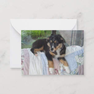 Miniaturamerikanischer Schäferhund Black Tri Puppy Mitteilungskarte
