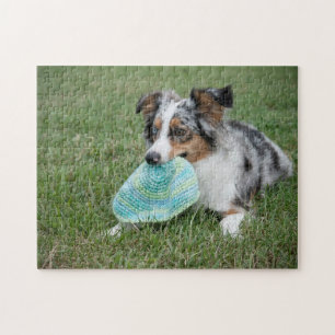 Miniaturamerikanischer Schäferhund Blauer Merle mi