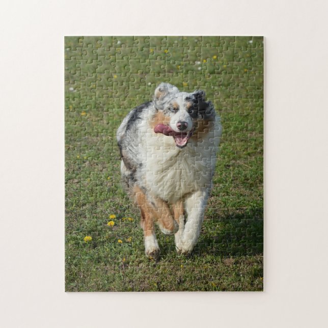 Miniaturamerikanischer Schäferhund Blauer Merle Ru (Vertikal)