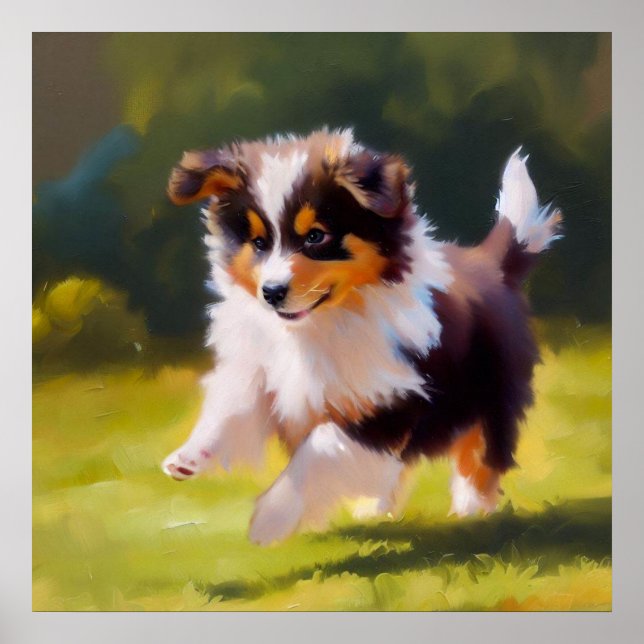 Miniaturamerikanischer Schäferhund Poster (Vorne)