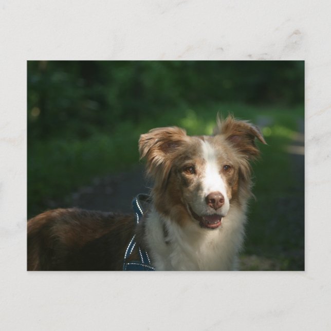 Miniaturamerikanischer Schäferhund Red Merle Postkarte (Vorderseite)
