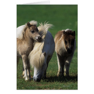 Miniaturbilder und Fohlen 1