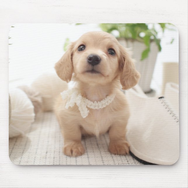 MiniaturDackel Mousepad (Vorne)