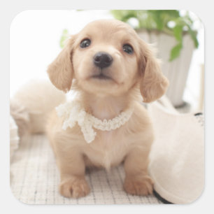 MiniaturDackel Quadratischer Aufkleber