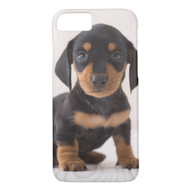 MiniaturDackel-Sitzen Case-Mate iPhone Hülle (Rückseite)