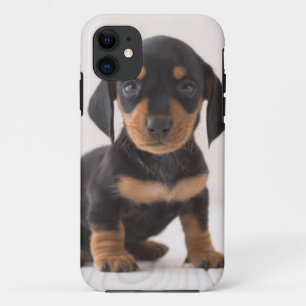 MiniaturDackel-Sitzen iPhone 11 Hülle