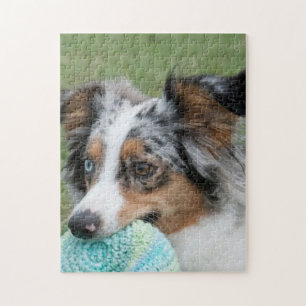 Miniature American Sepherd Blue Merle