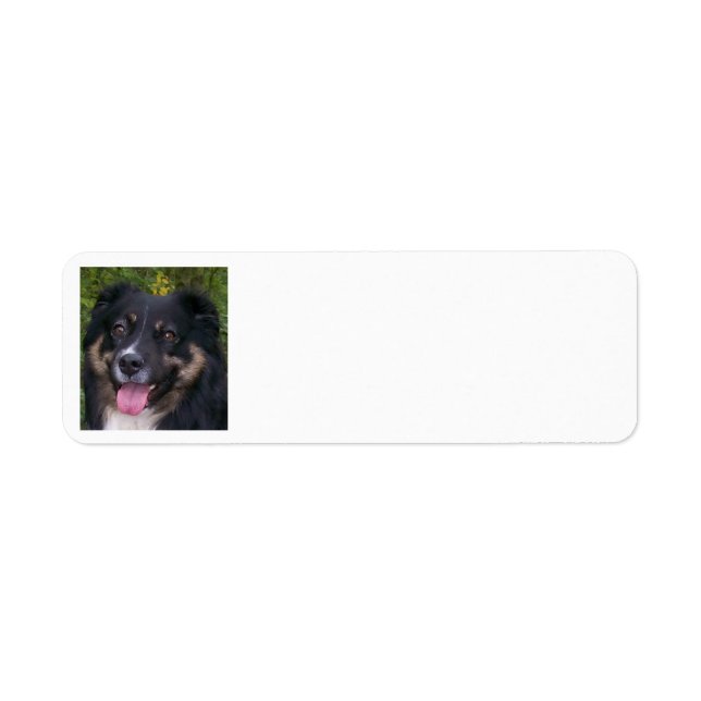 Miniature American Shepherd Black Tri (Vorne)