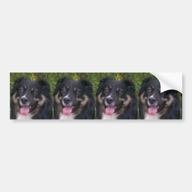 Miniature American Shepherd Black Tri Autoaufkleber (Vorne)