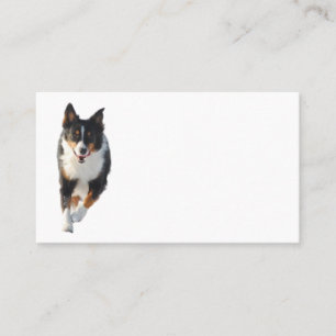 Miniature American Shepherd Black Tri Laufen Visitenkarte