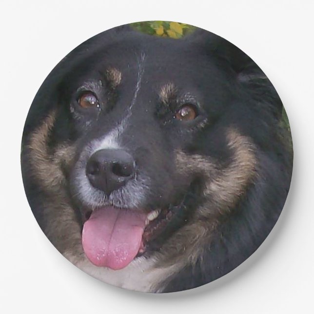 Miniature American Shepherd Black Tri Pappteller (Vorderseite)