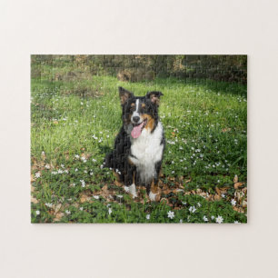Miniature American Shepherd Black Tri Sitzend