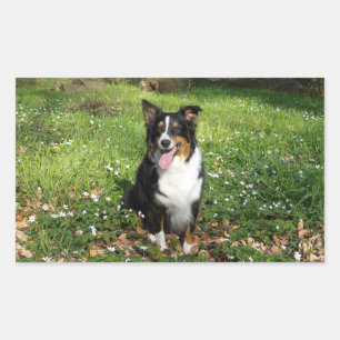 Miniature American Shepherd Black Tri Sitzend Rechteckiger Aufkleber